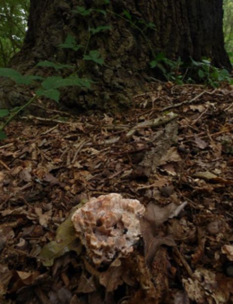  A light-coloured fruiting body at the base of English oak at Epping Forest.